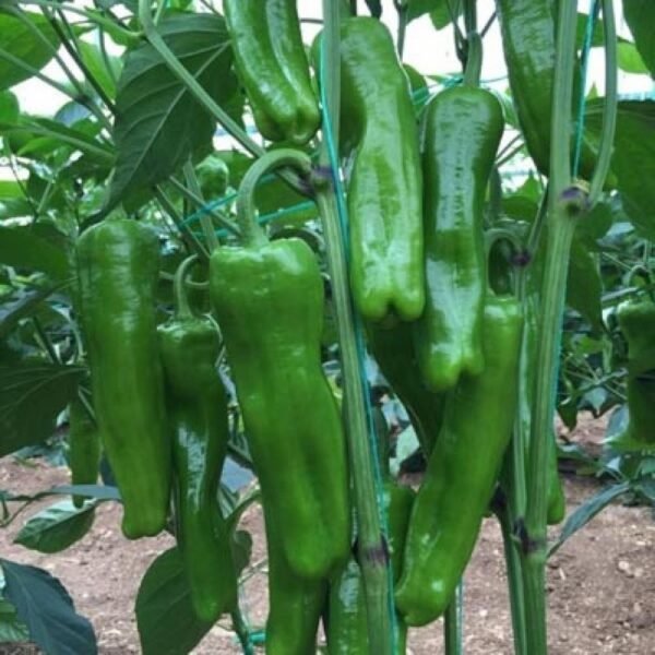 ÜÇ BURUN KÖY BİBERİ